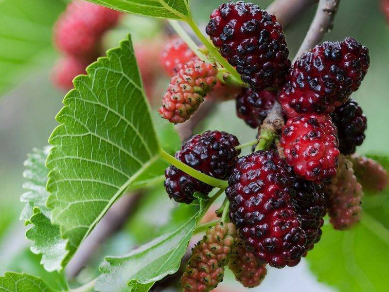 Шелковица купить саженцы из питомнике в Лабинске