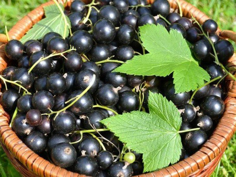 Смородина купить саженцы из питомника в Лабинске