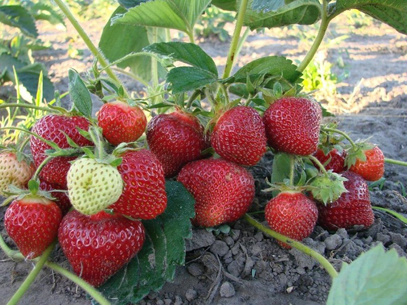 Клубника купить саженцы из питомника в Лабинске