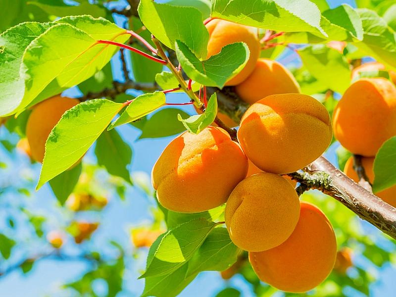 Абрикос купить саженцы из питомнике в Лабинске