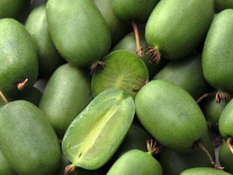 Актинидия купить саженцы из питомнике в Лабинске