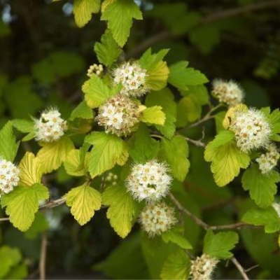 Пузыреплодник "ЛЮТЕУС" (стакан Р9)