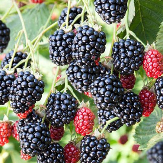 Ежевика "НАВАХО"