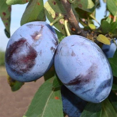 Слива "ЭМПРЕСС"