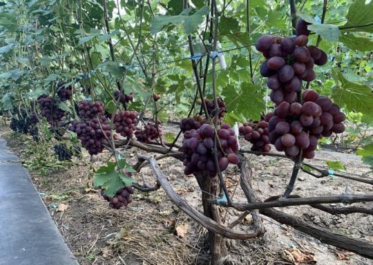 Виноград "ВЕЛЮР"